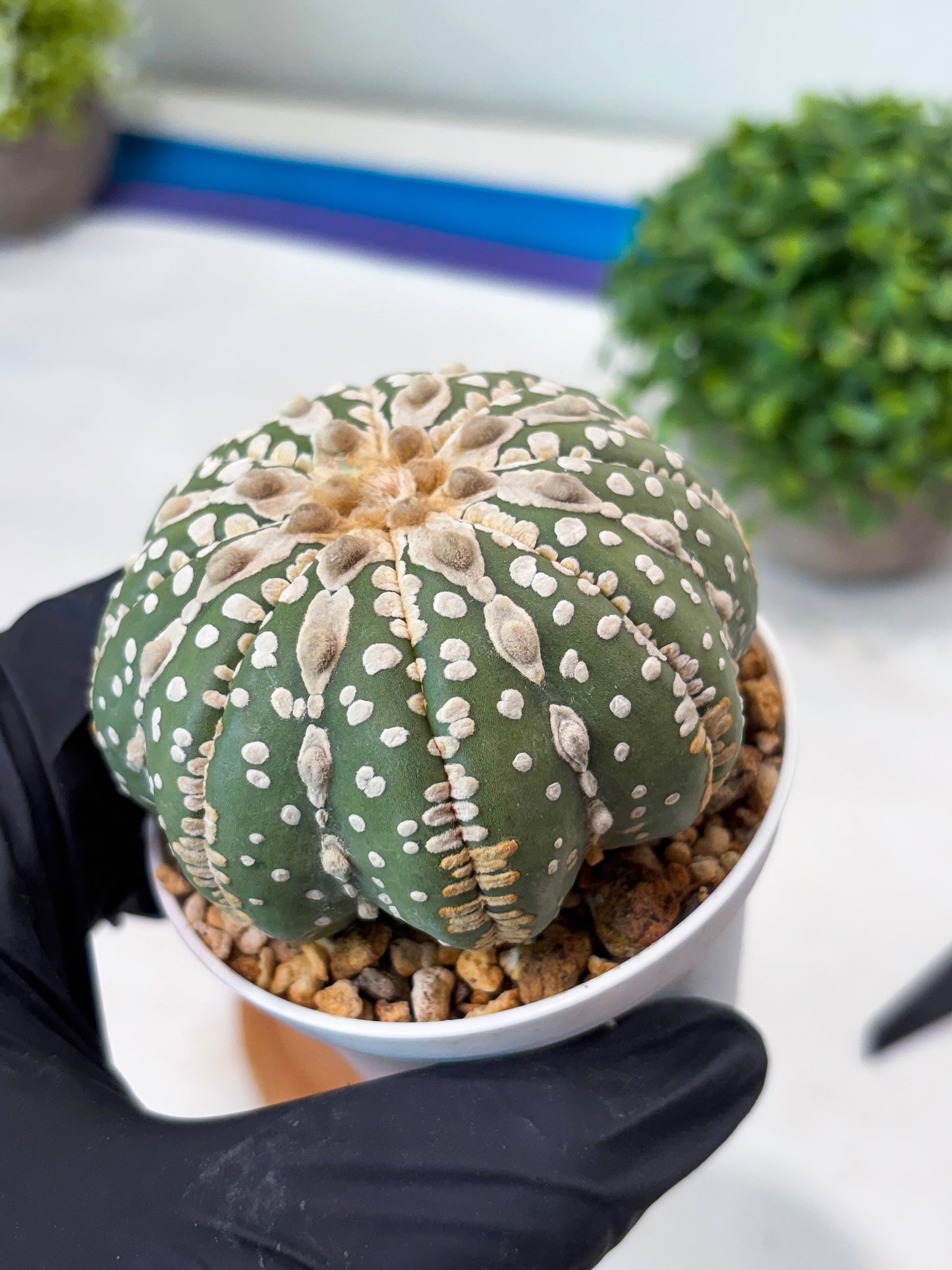 Astrophytum V-type Nudum (t10) (y6) | Imported From Japan/korea