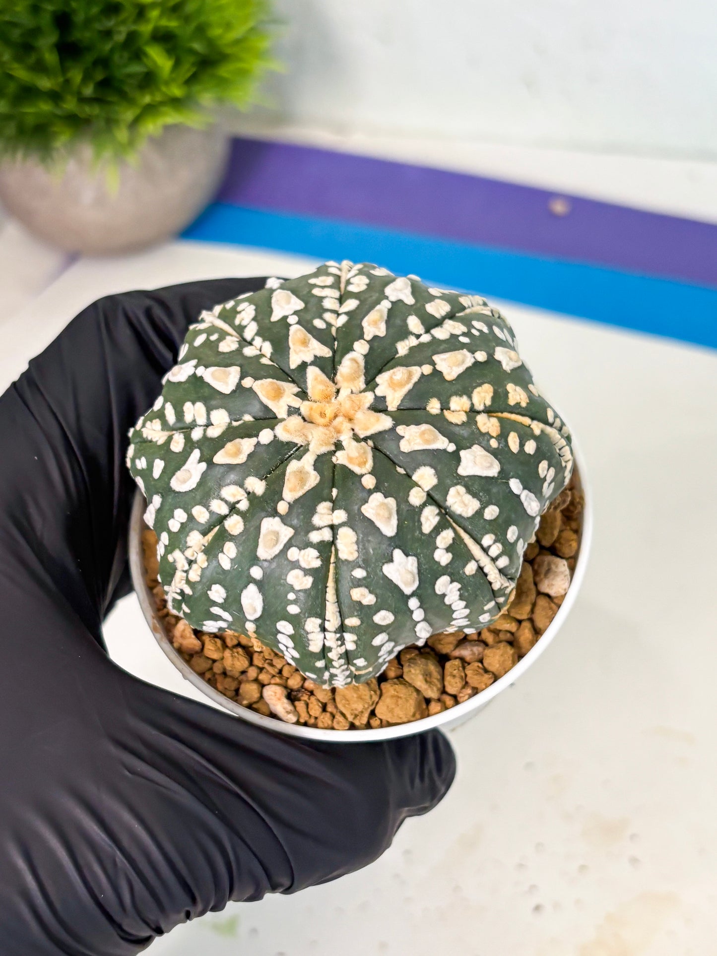 Astrophytum V-Type (at5) (b7) | Star Cactus