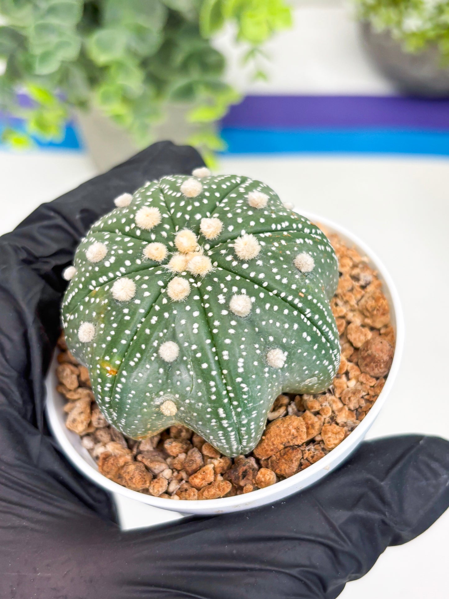 Astrophytum Star Shape (t3) (p4) | 3" Pot
