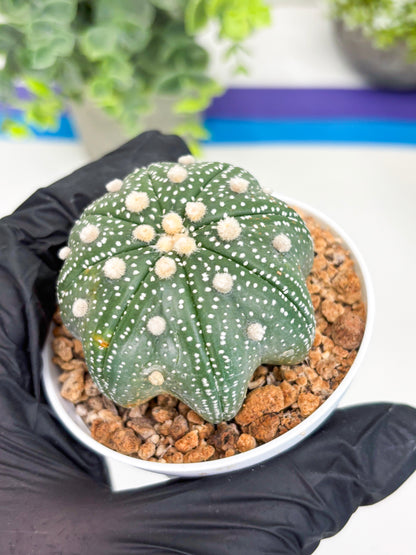 Astrophytum Star Shape (t3) (p4) | 3" Pot
