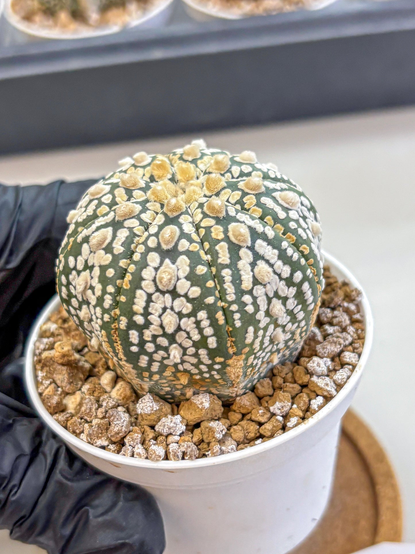Astrophytum Super Kabuto (at1) (08) | Collection Plant | Rare Cactus