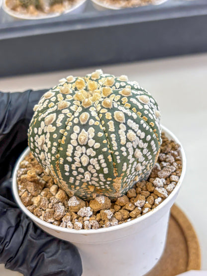 Astrophytum Super Kabuto (at1) (08) | Collection Plant | Rare Cactus