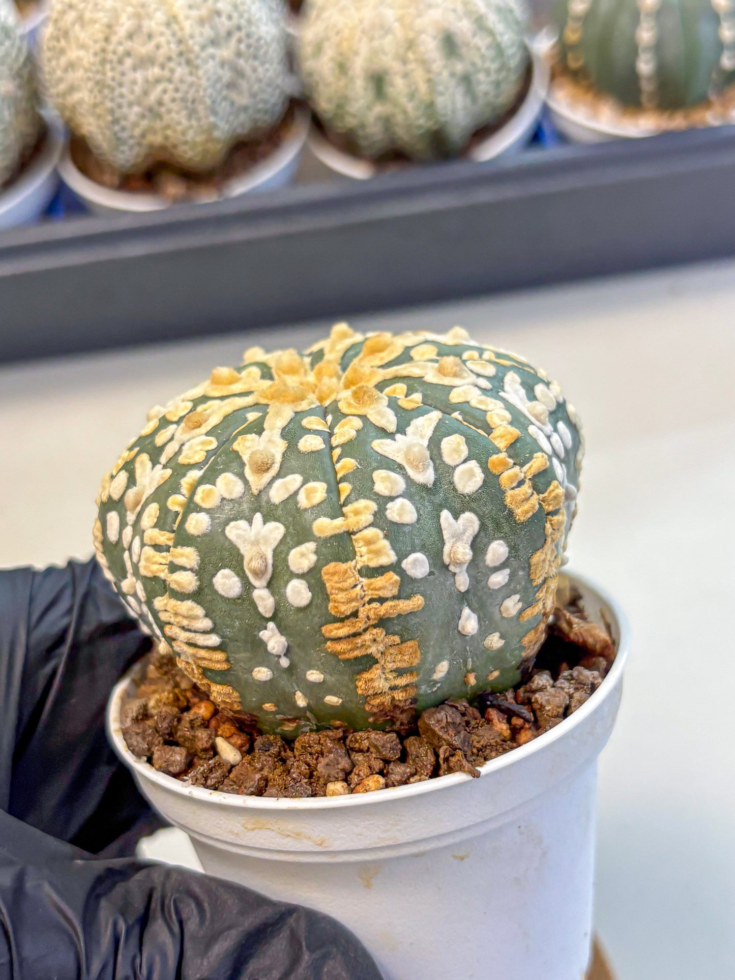 Astrophytum V Type (at4) (08) | Star Cactus