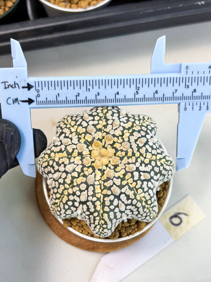 Astrophytum Star Shape (at2) (y6) | Rare Cactus