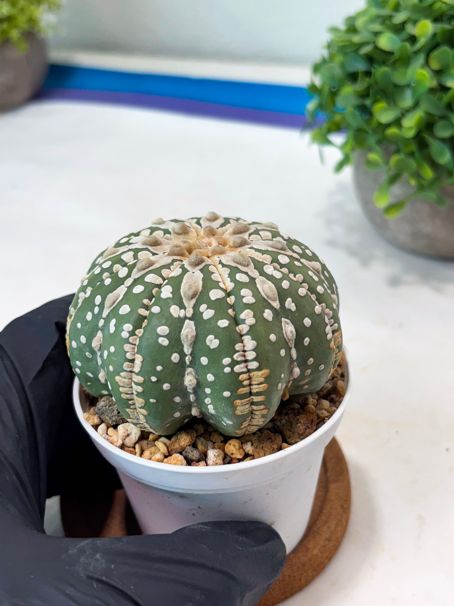 Astrophytum V-type Nudum (t10) (y6) | Imported From Japan/korea