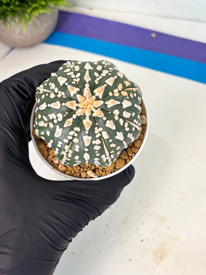 Astrophytum V-Type (at5) (b7) | Star Cactus