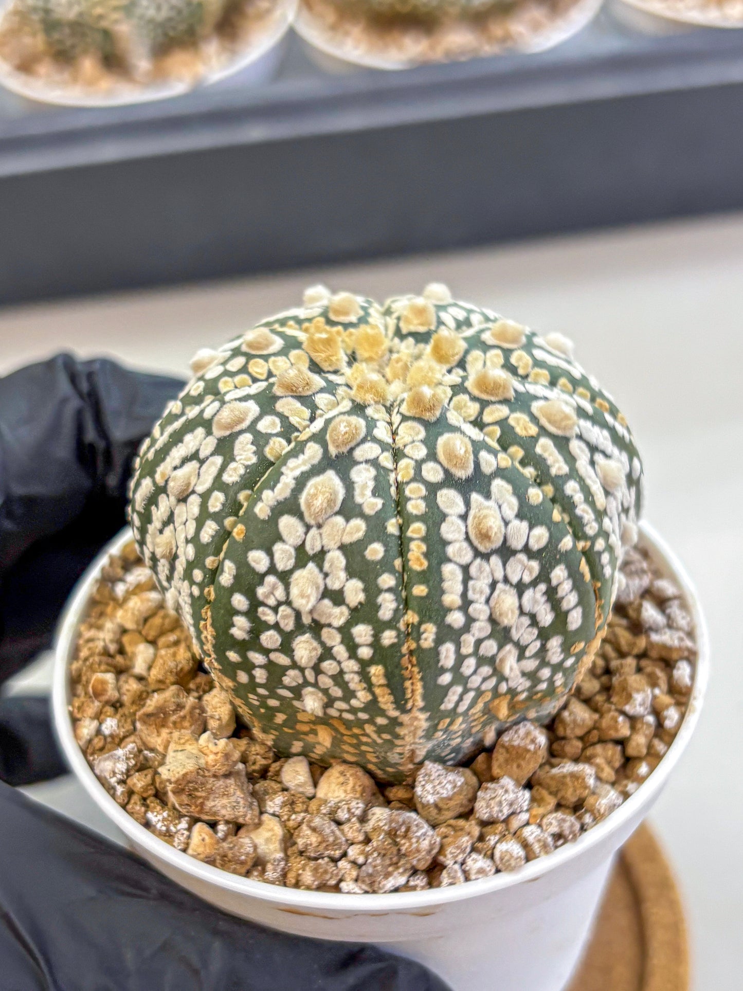 Astrophytum Super Kabuto (at1) (08) | Collection Plant | Rare Cactus