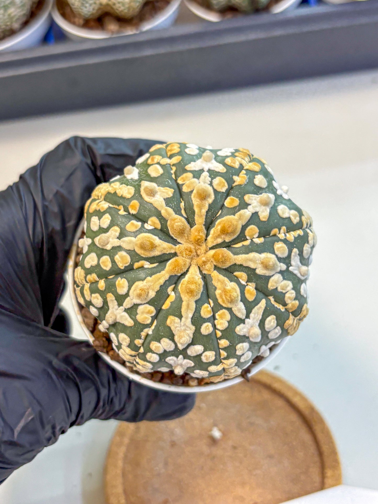 Astrophytum V Type (at4) (08) | Star Cactus