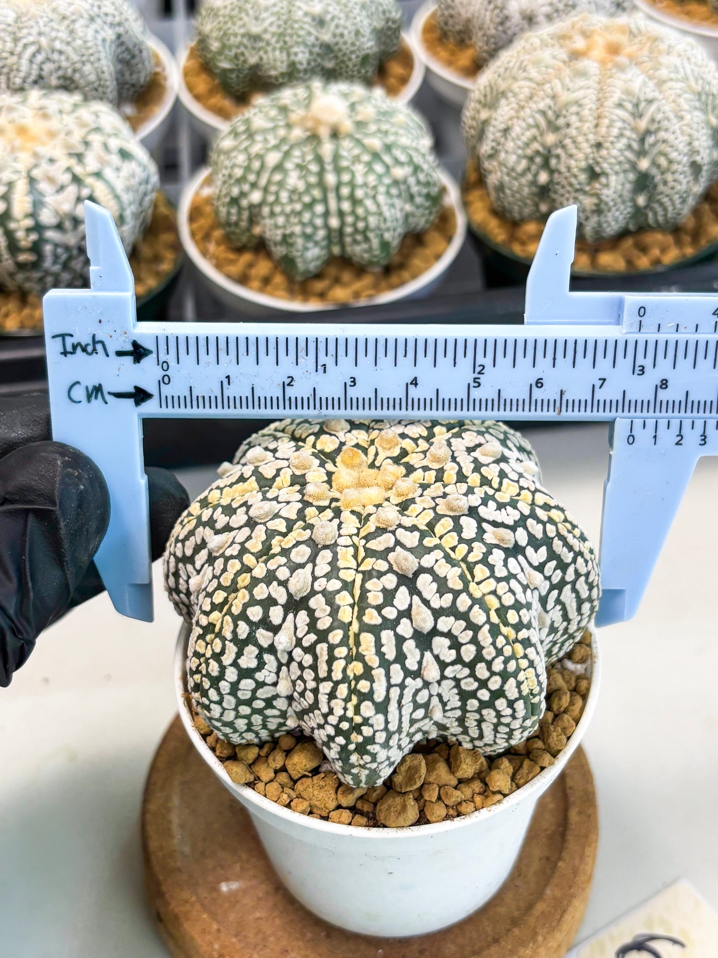 Astrophytum Star Shape (at2) (y6) | Rare Cactus
