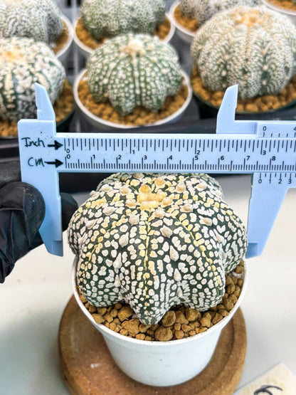 Astrophytum Star Shape (at2) (y6) | Rare Cactus