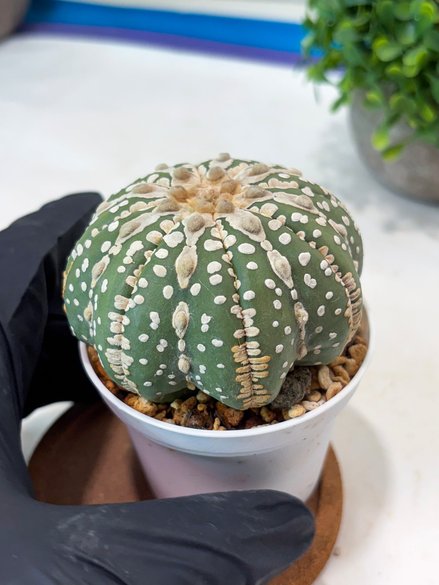Astrophytum V-type Nudum (t10) (y6) | Imported From Japan/korea