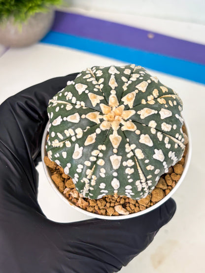 Astrophytum V-Type (at5) (b7) | Star Cactus