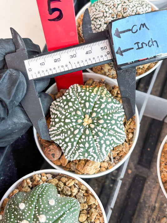 Astrophytum Super Kabuto Star Shape (t3) (p5) | 3" Pot