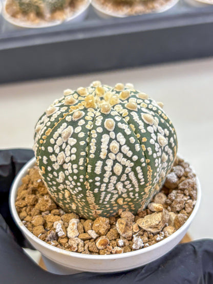 Astrophytum Super Kabuto (at1) (08) | Collection Plant | Rare Cactus