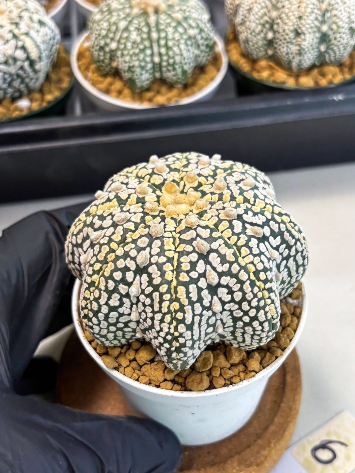 Astrophytum Star Shape (at2) (y6) | Rare Cactus