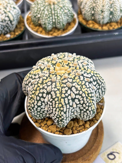 Astrophytum Star Shape (at2) (y6) | Rare Cactus