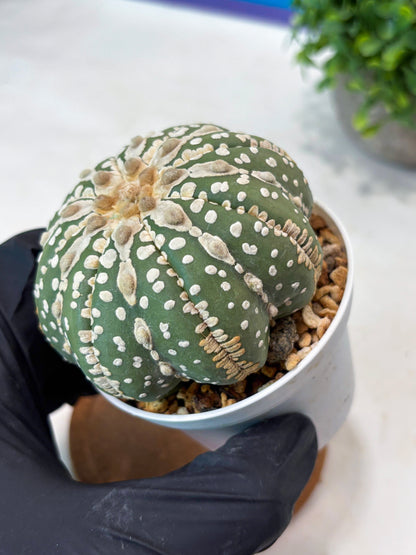 Astrophytum V-type Nudum (t10) (y6) | Imported From Japan/korea
