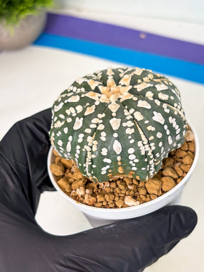 Astrophytum V-Type (at5) (b7) | Star Cactus
