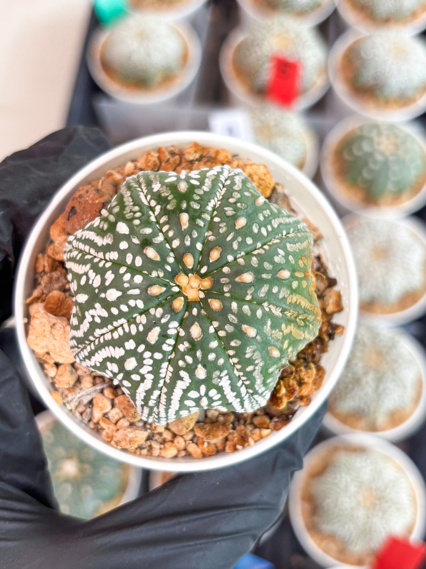 Astrophytum Super Kabuto Star Shape (t3) (p5) | 3" Pot