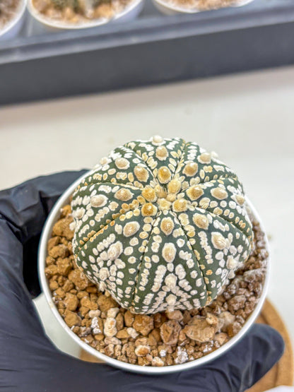Astrophytum Super Kabuto (at1) (08) | Collection Plant | Rare Cactus