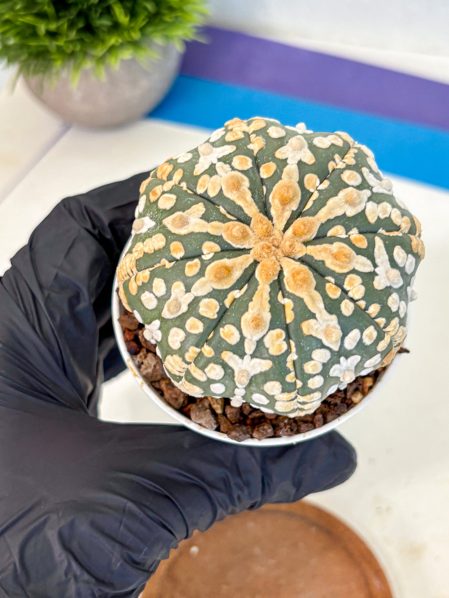 Astrophytum V Type (at4) (08) | Star Cactus