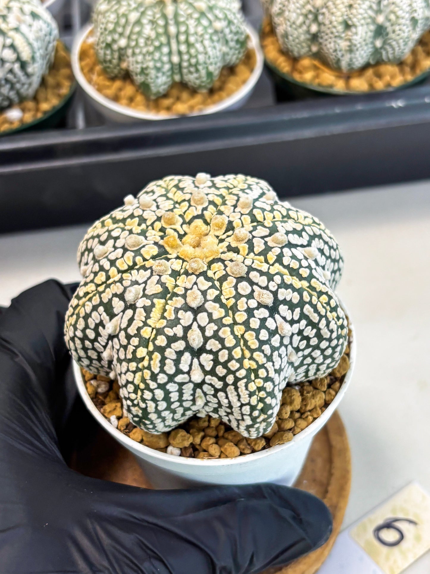Astrophytum Star Shape (at2) (y6) | Rare Cactus