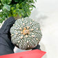 Astrophytum Super Kabuto (#T6A) | Nevada Botanical Shop | 3" Pot