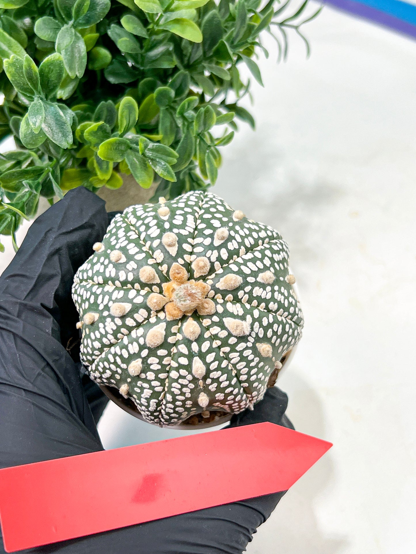 Astrophytum Super Kabuto (#T6A) | Nevada Botanical Shop | 3" Pot