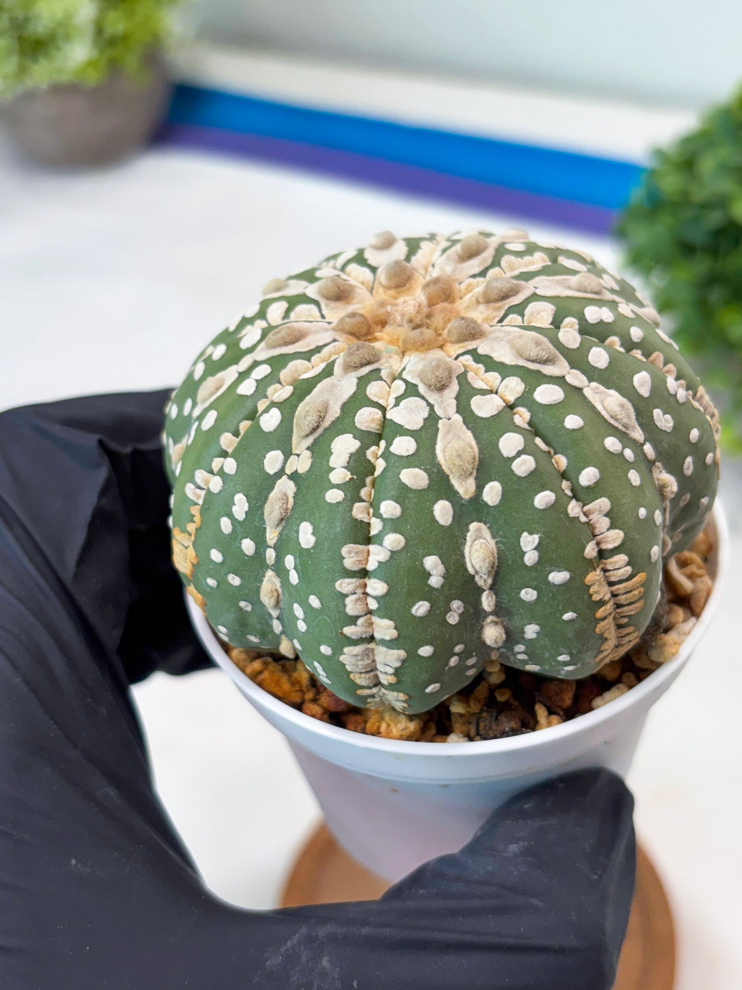 Astrophytum V-type Nudum (t10) (y6) | Imported From Japan/korea