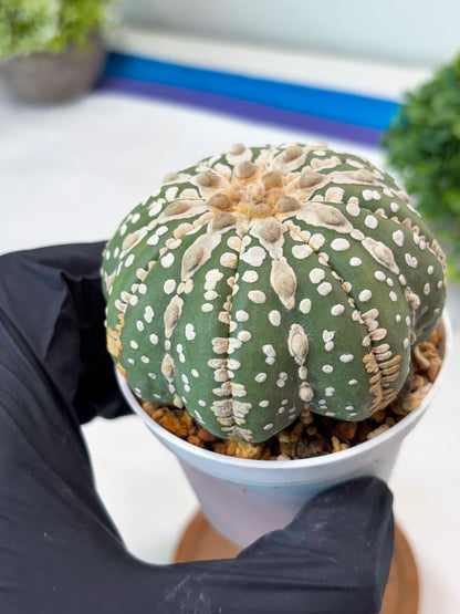 Astrophytum V-type Nudum (t10) (y6) | Imported From Japan/korea