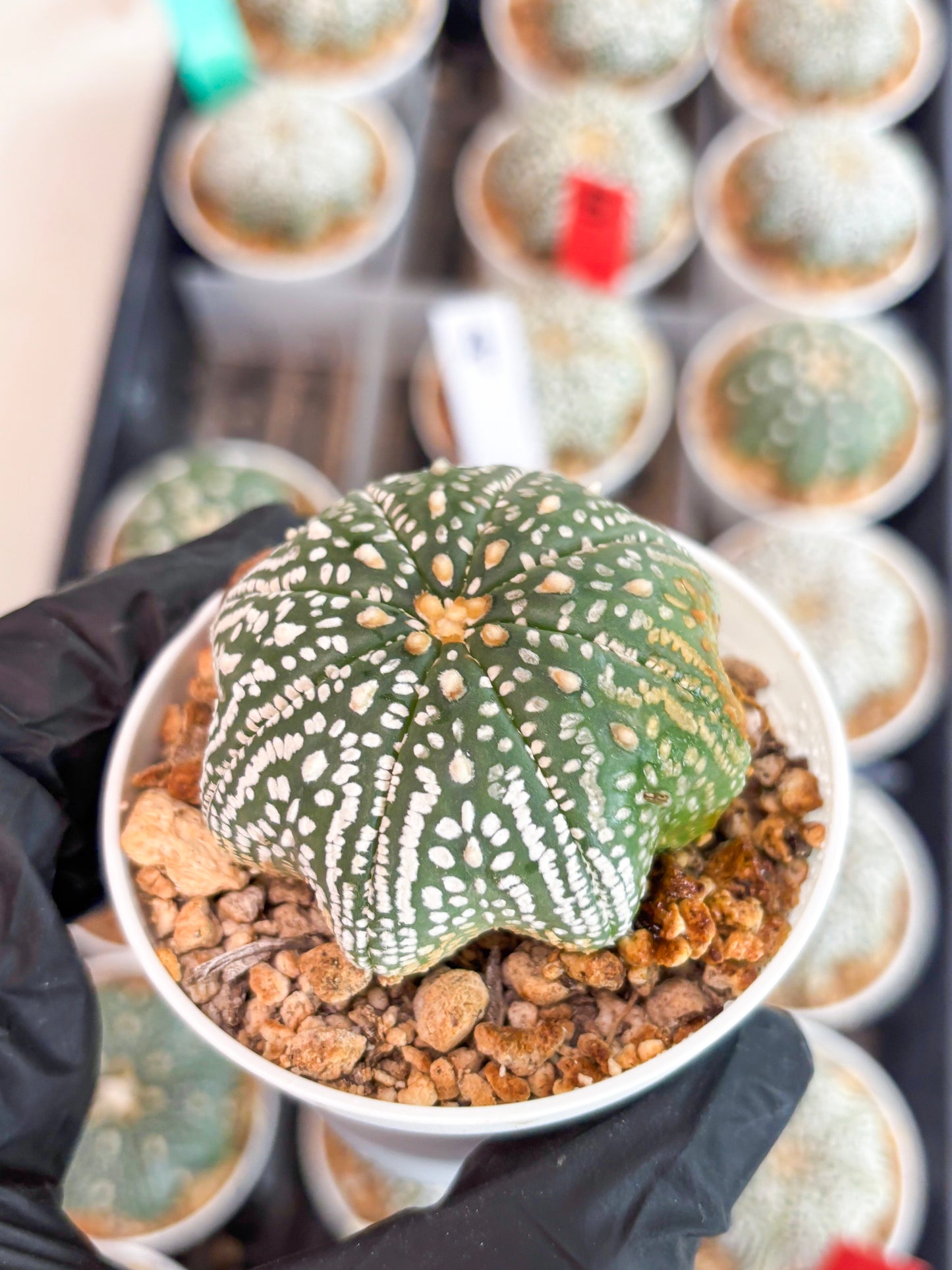 Astrophytum Super Kabuto Star Shape (t3) (p5) | 3" Pot