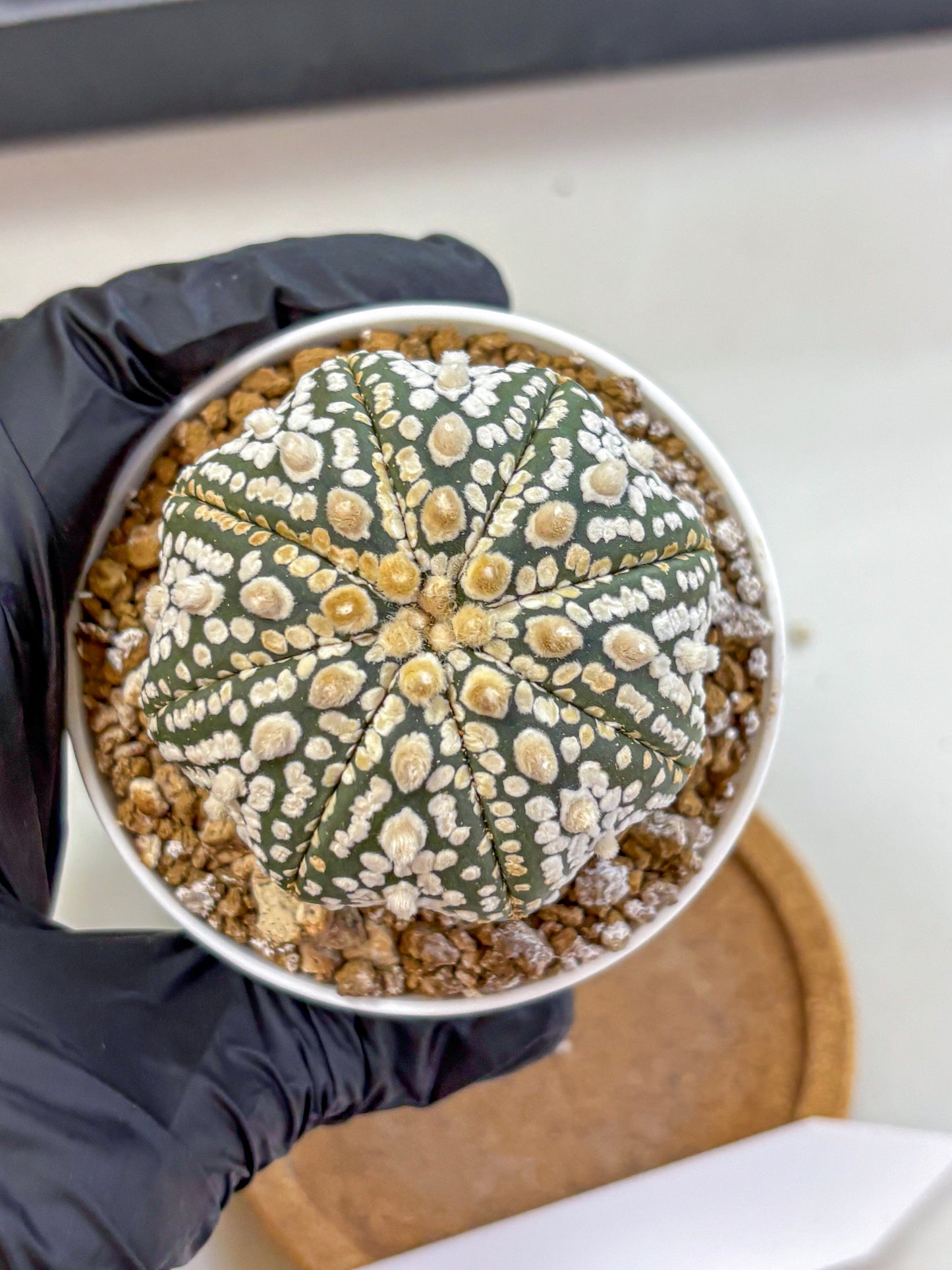 Astrophytum Super Kabuto (at1) (08) | Collection Plant | Rare Cactus
