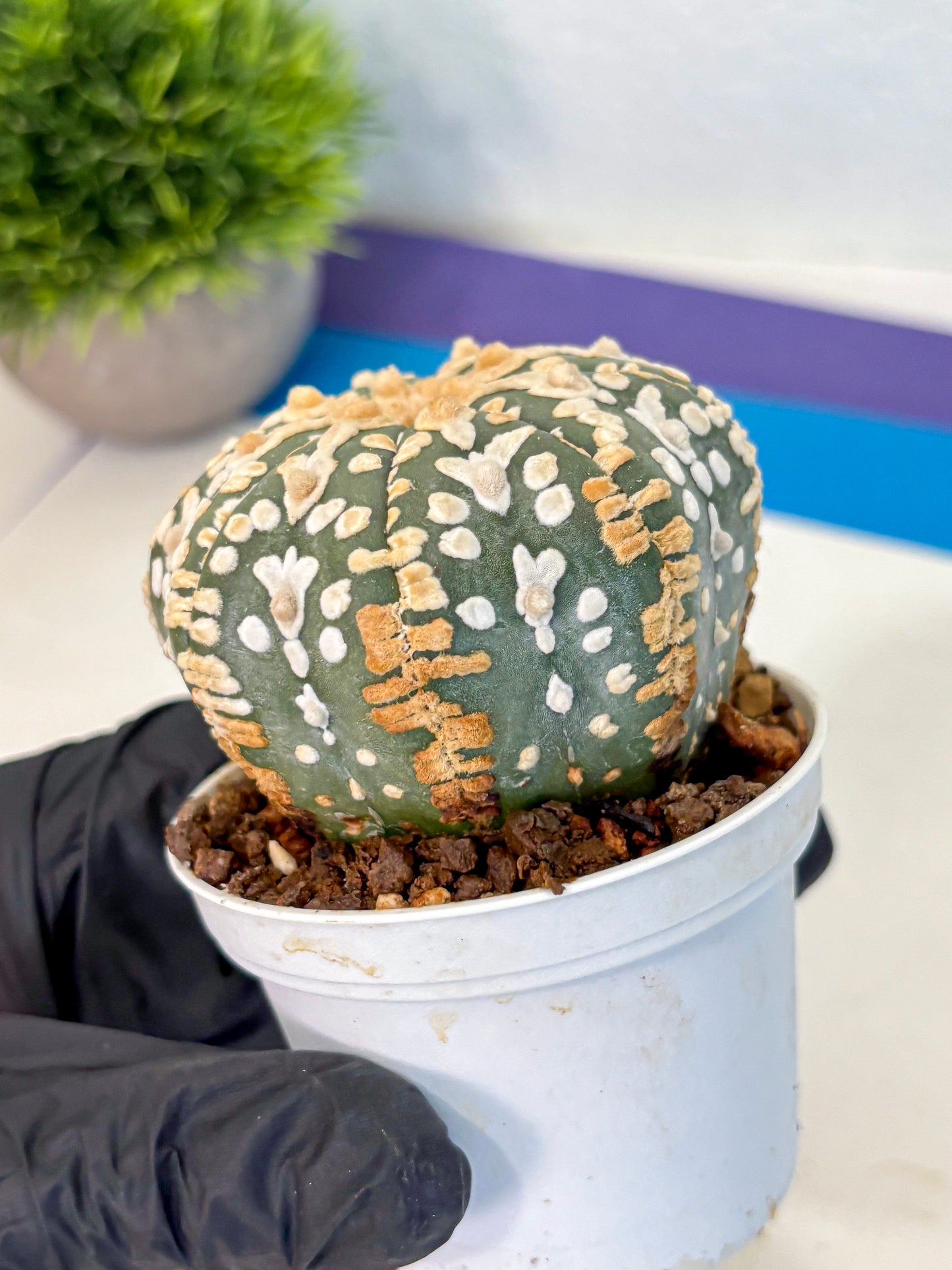 Astrophytum V Type (at4) (08) | Star Cactus