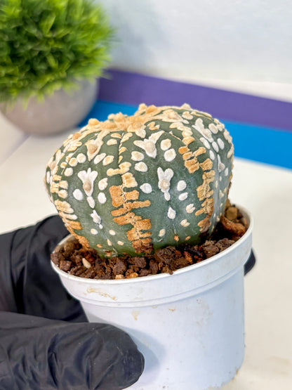 Astrophytum V Type (at4) (08) | Star Cactus