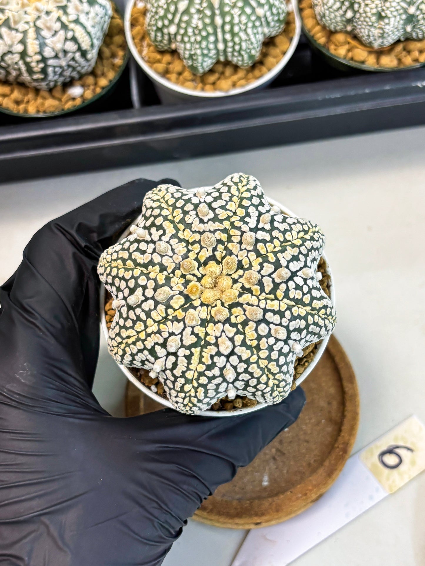 Astrophytum Star Shape (at2) (y6) | Rare Cactus