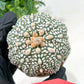 Astrophytum Super Kabuto (#T6A) | Nevada Botanical Shop | 3" Pot