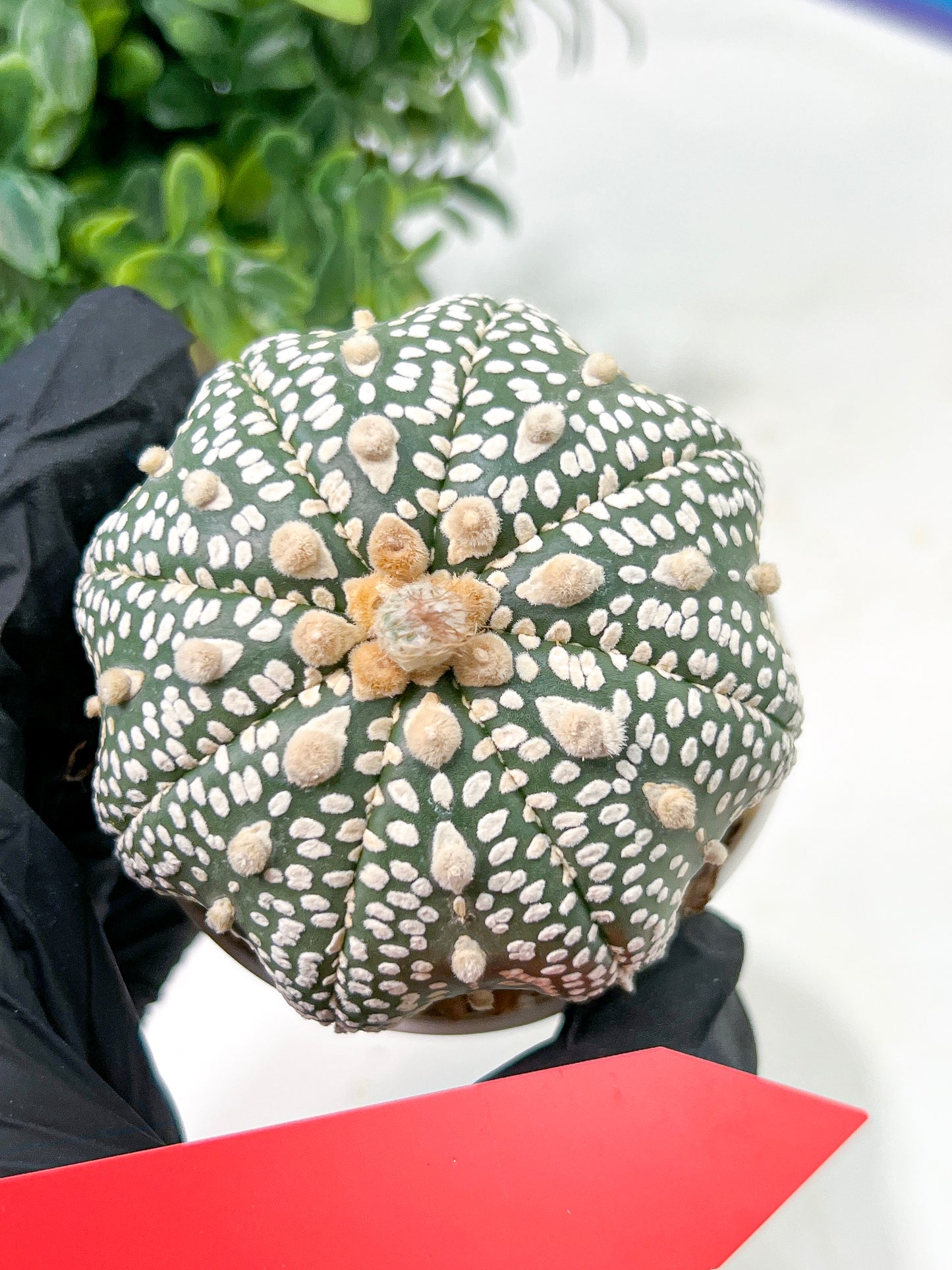 Astrophytum Super Kabuto (#T6A) | Nevada Botanical Shop | 3" Pot