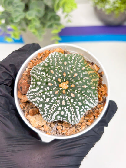 Astrophytum Super Kabuto Star Shape (t3) (p5) | 3" Pot