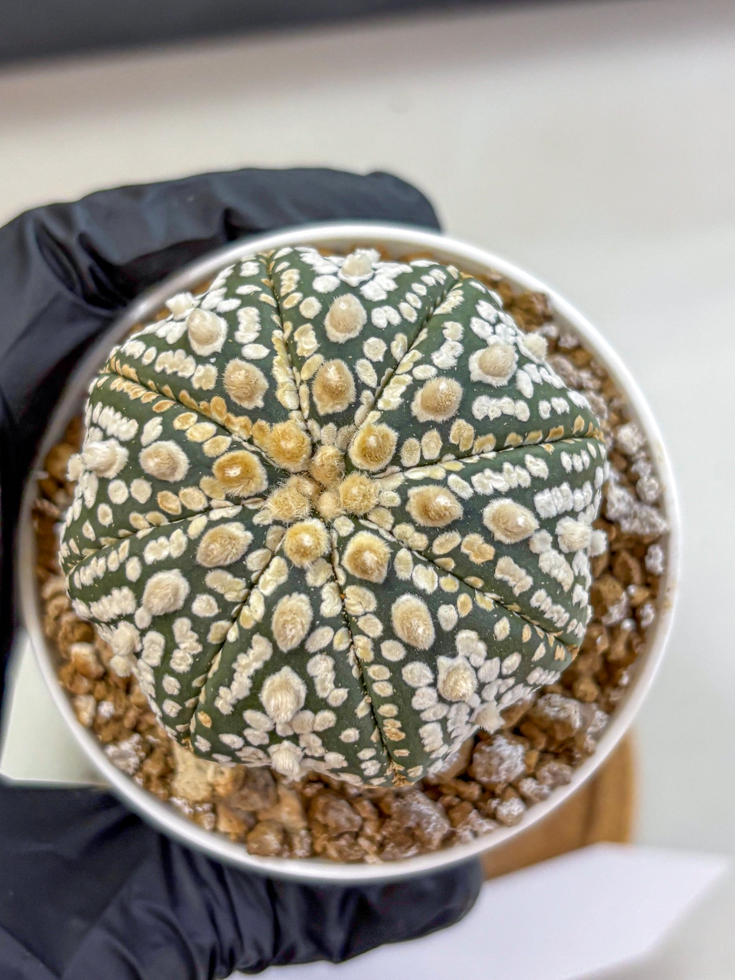 Astrophytum Super Kabuto (at1) (08) | Collection Plant | Rare Cactus