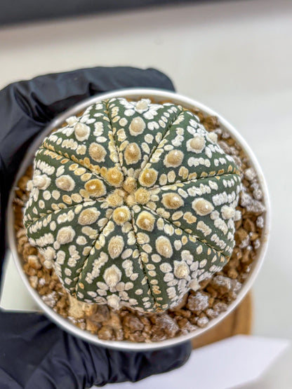 Astrophytum Super Kabuto (at1) (08) | Collection Plant | Rare Cactus