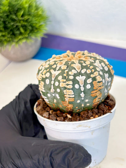 Astrophytum V Type (at4) (08) | Star Cactus