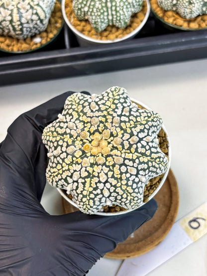 Astrophytum Star Shape (at2) (y6) | Rare Cactus