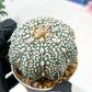Astrophytum Super Kabuto (#T6A) | Nevada Botanical Shop | 3" Pot