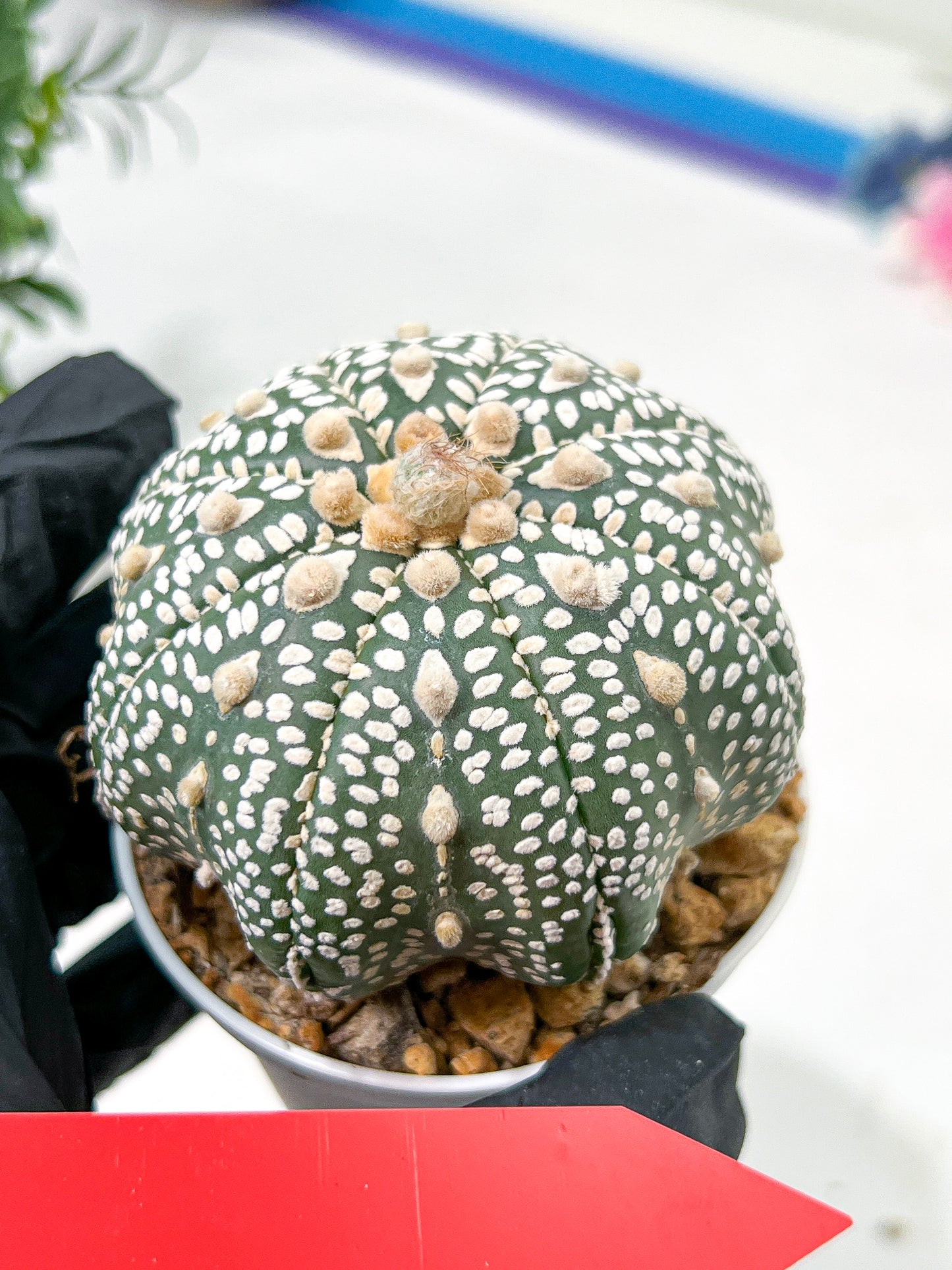 Astrophytum Super Kabuto (#T6A) | Nevada Botanical Shop | 3" Pot