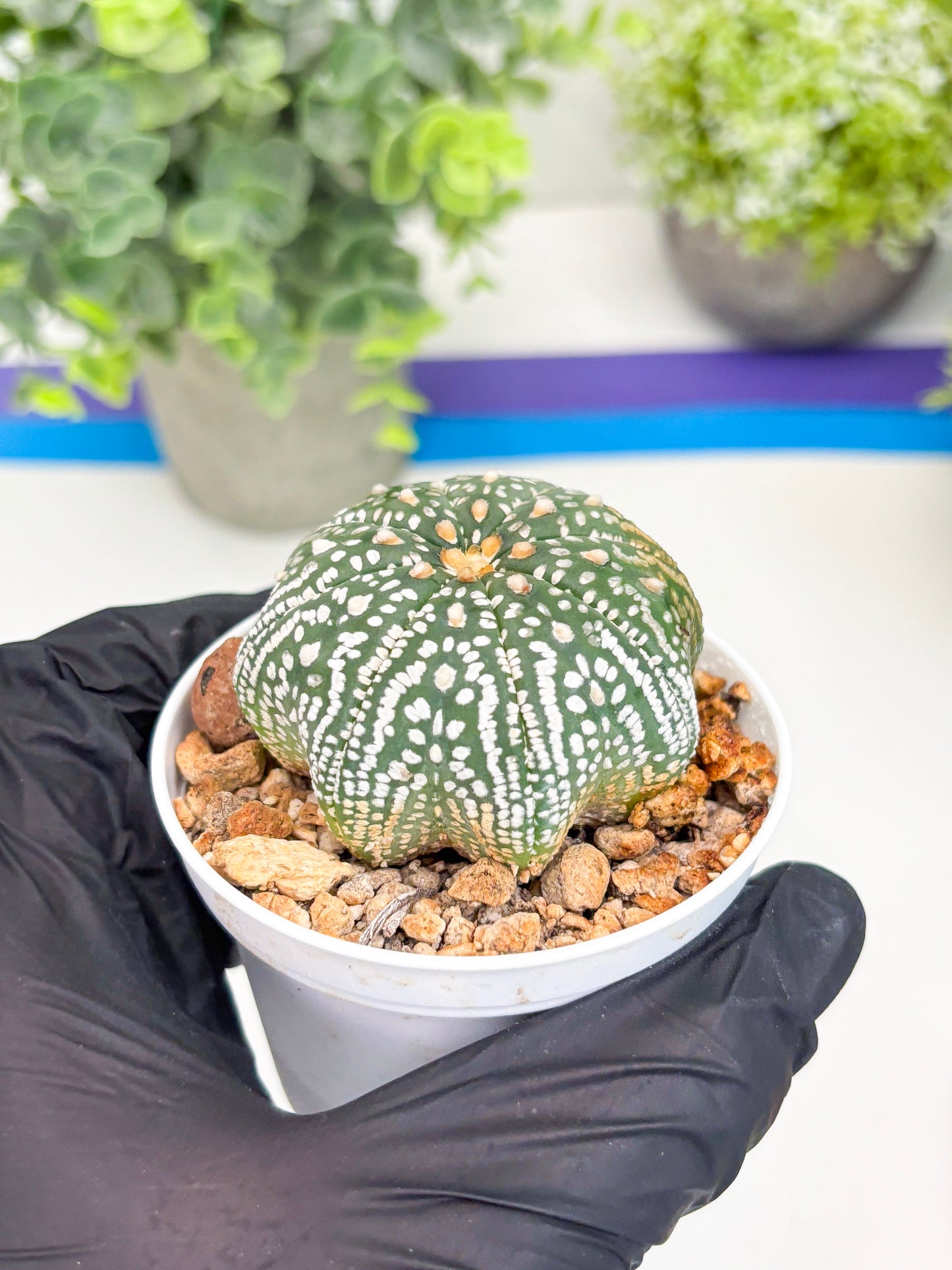 Astrophytum Super Kabuto Star Shape (t3) (p5) | 3" Pot