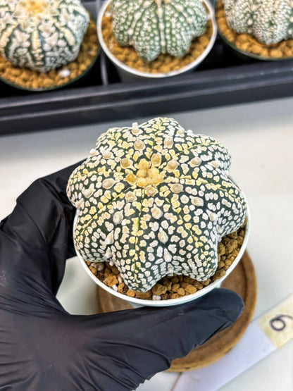 Astrophytum Star Shape (at2) (y6) | Rare Cactus