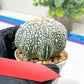 Astrophytum Super Kabuto (#T6A) | Nevada Botanical Shop | 3" Pot