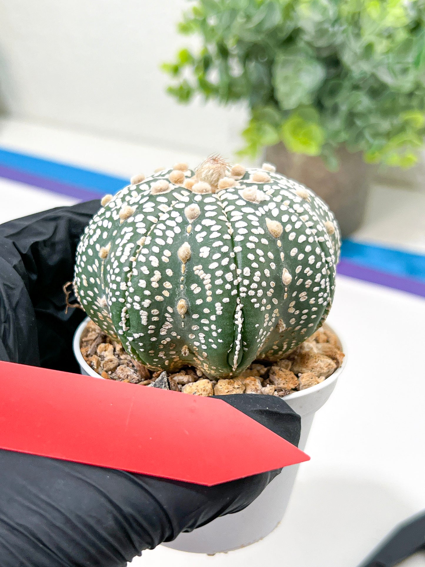 Astrophytum Super Kabuto (#T6A) | Nevada Botanical Shop | 3" Pot