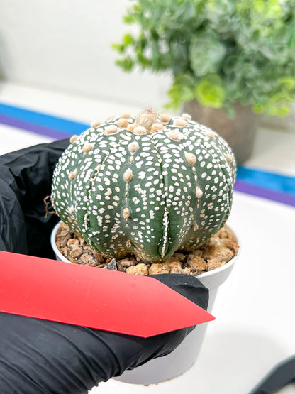 Astrophytum Super Kabuto (#T6A) | Nevada Botanical Shop | 3" Pot