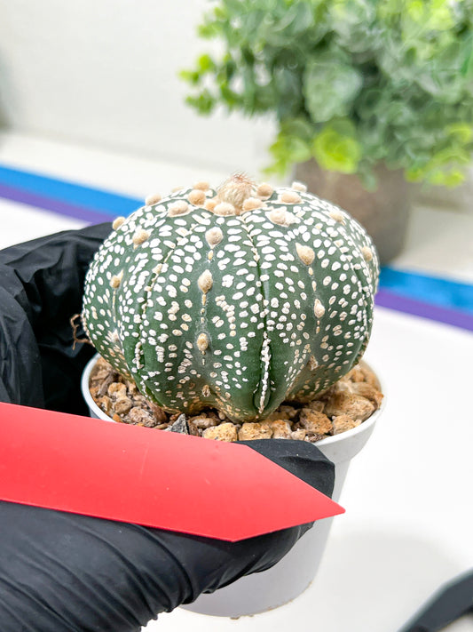Astrophytum Super Kabuto (#T6A) | Nevada Botanical Shop | 3" Pot